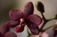 /album/l%27orchidee%3a-fleurs-des-songes-aux-contours-r%c3%aaveurs/lorchidee-velours-mauvemars-2013-148-jpg/